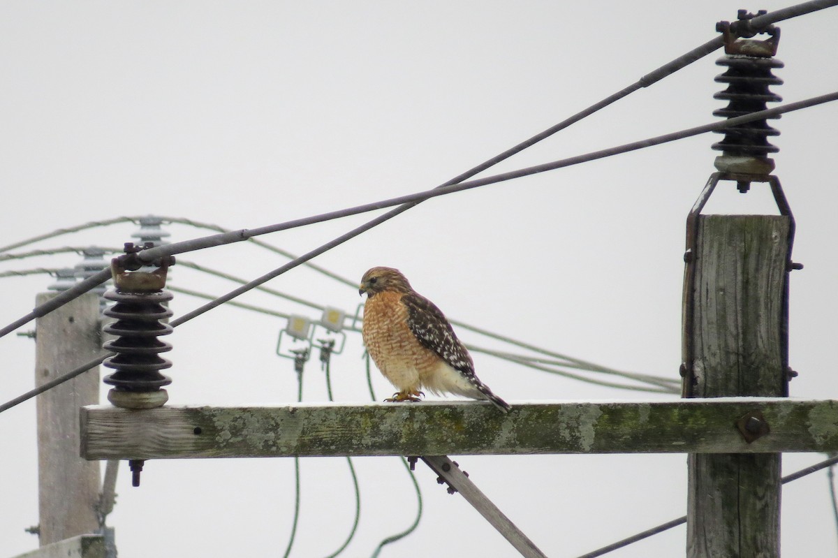 Red-shouldered Hawk - Scott Judd