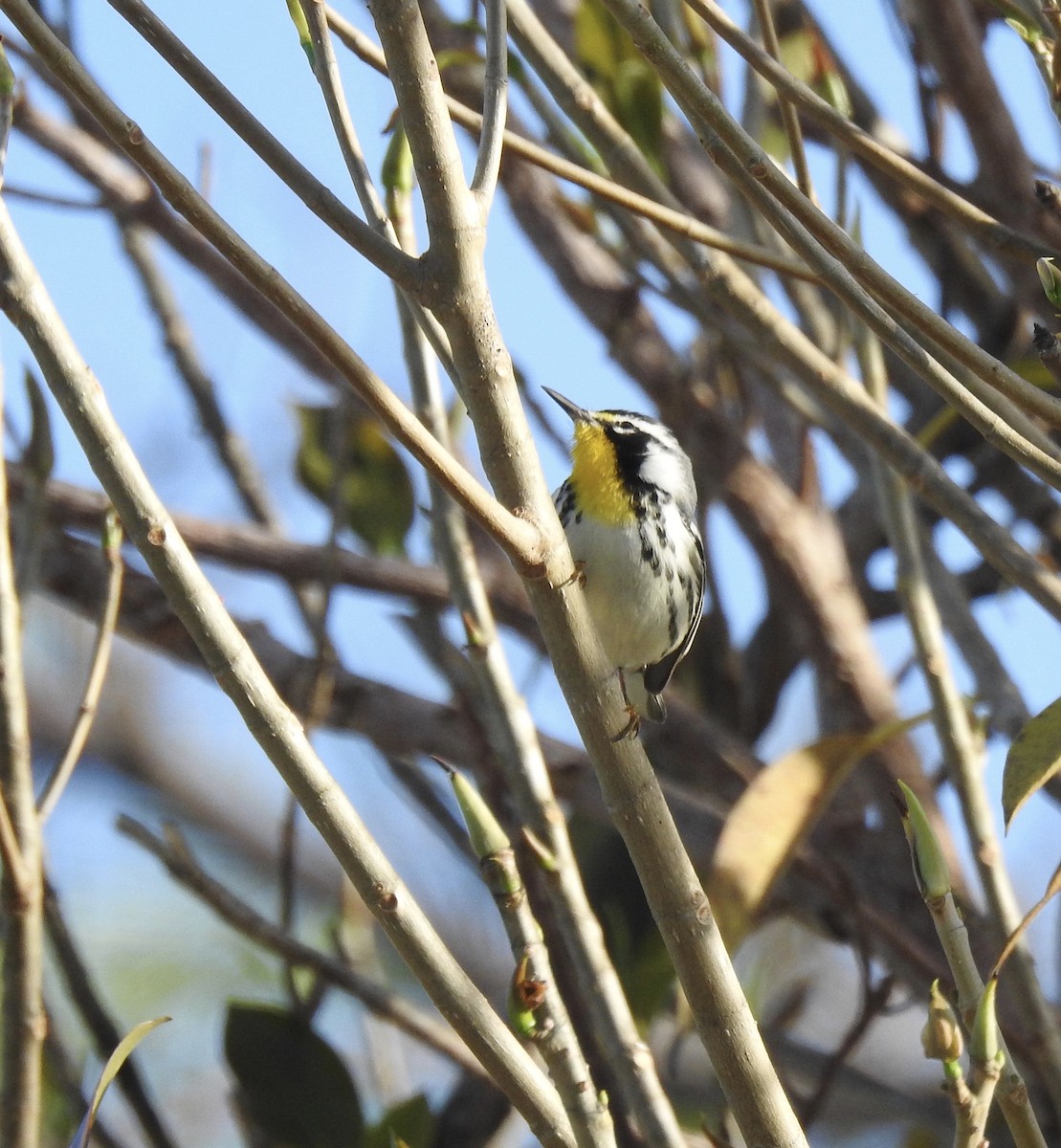 Yellow-throated Warbler - ML140060801