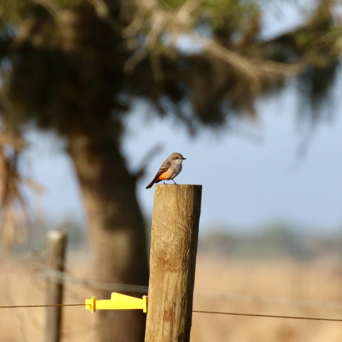 Vermilion Flycatcher - Denis Tétreault