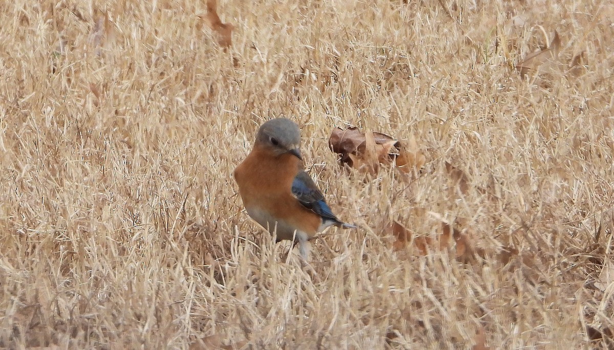Eastern Bluebird - ML140065891