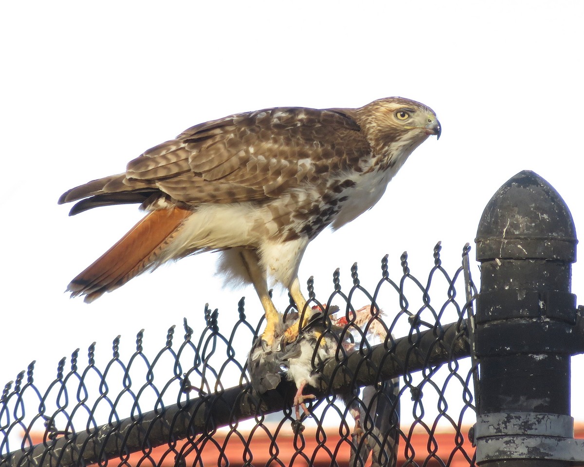 Red-tailed Hawk - ML140067121