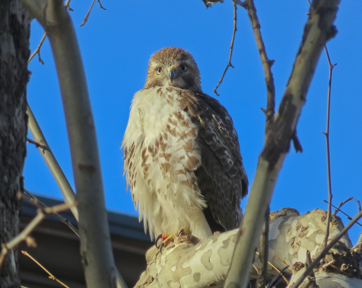 Red-tailed Hawk - ML140067141
