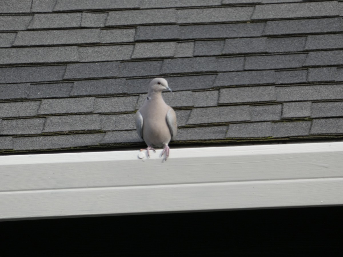 Eurasian Collared-Dove - ML140067401