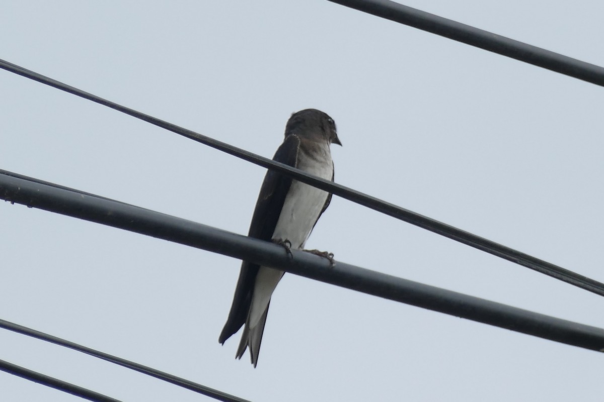 Southern Rough-winged Swallow - ML140067821
