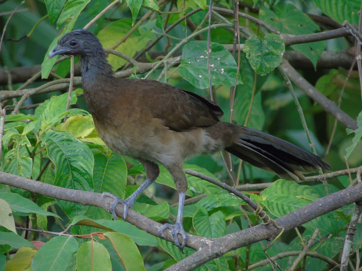 Gray-headed Chachalaca - Danny J Alvarado S