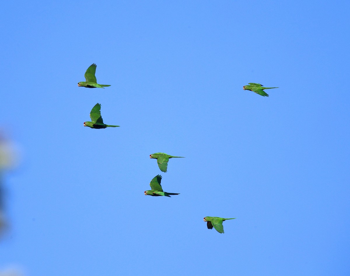 Crimson-fronted Parakeet - ML140069491