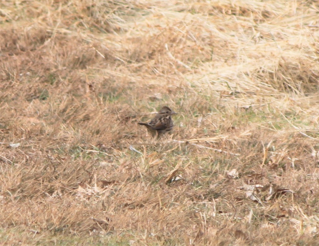 Song Sparrow - ML140069831