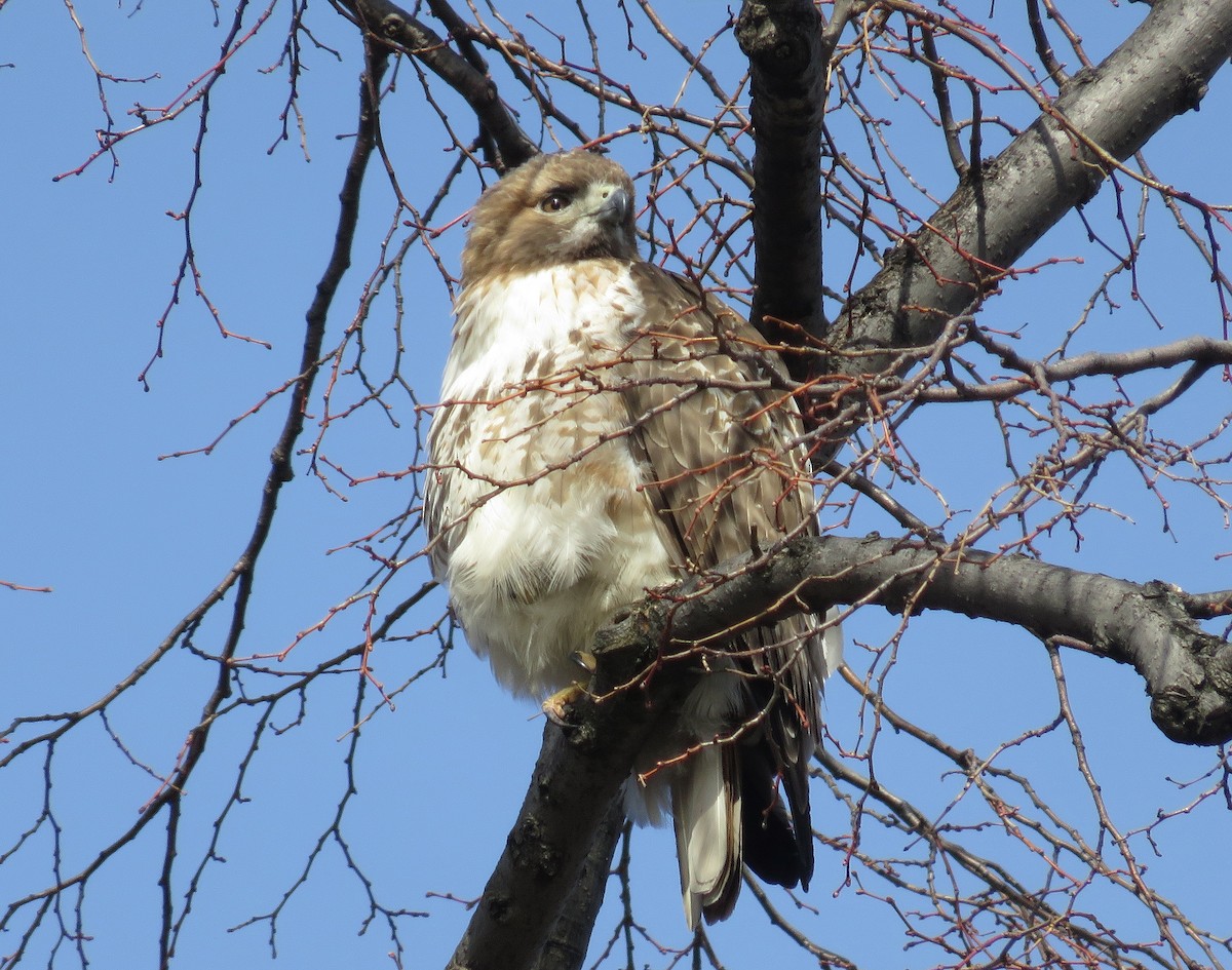 Red-tailed Hawk - ML140070061