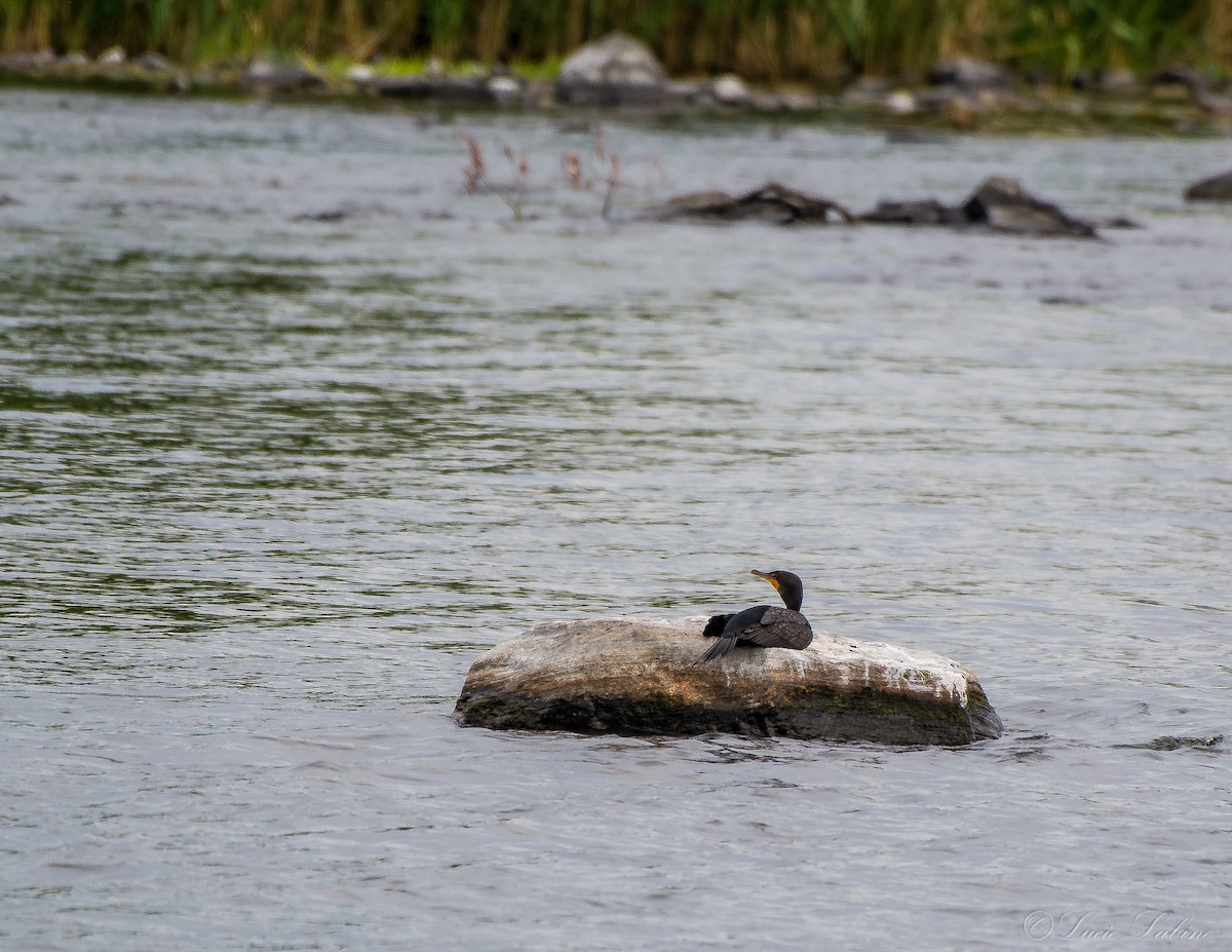 Double-crested Cormorant - Lucie Labine