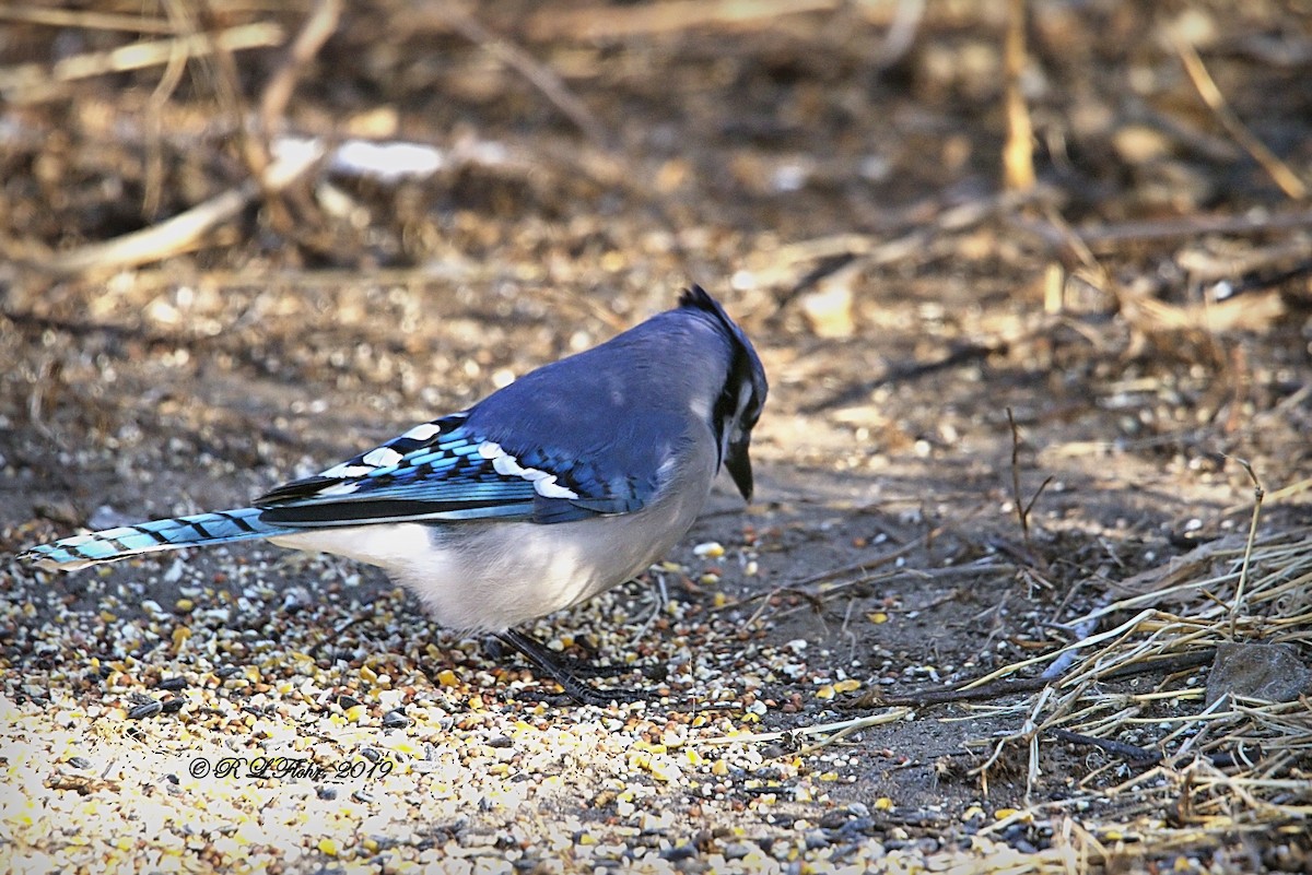 Blue Jay - Rita Flohr