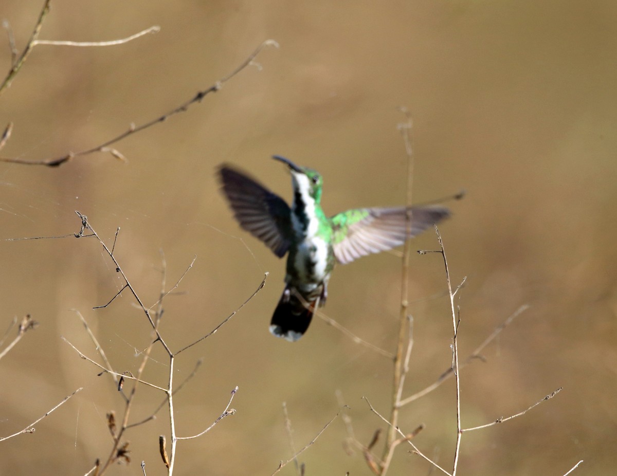 kolibřík panamský - ML140070561