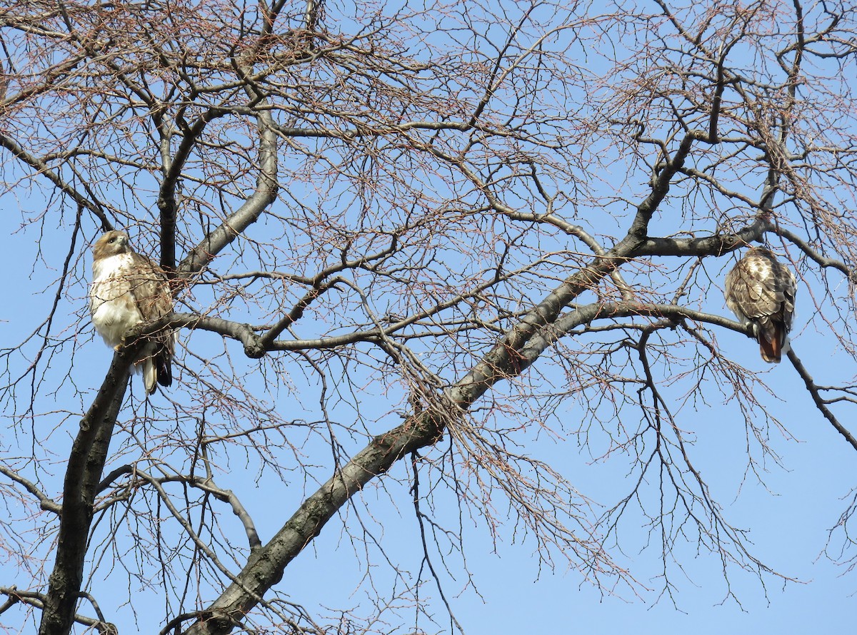 Red-tailed Hawk - ML140070701