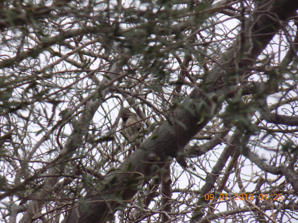 Northern Flicker - Juan Ramírez