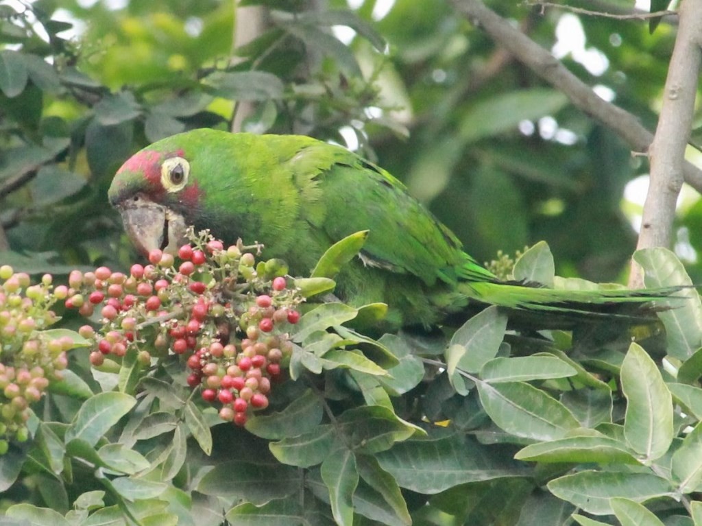 Red-masked Parakeet - ML140074111