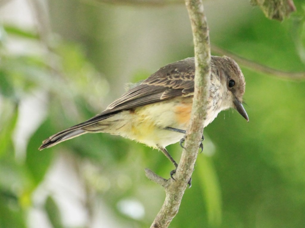 Vermilion Flycatcher - ML140074241