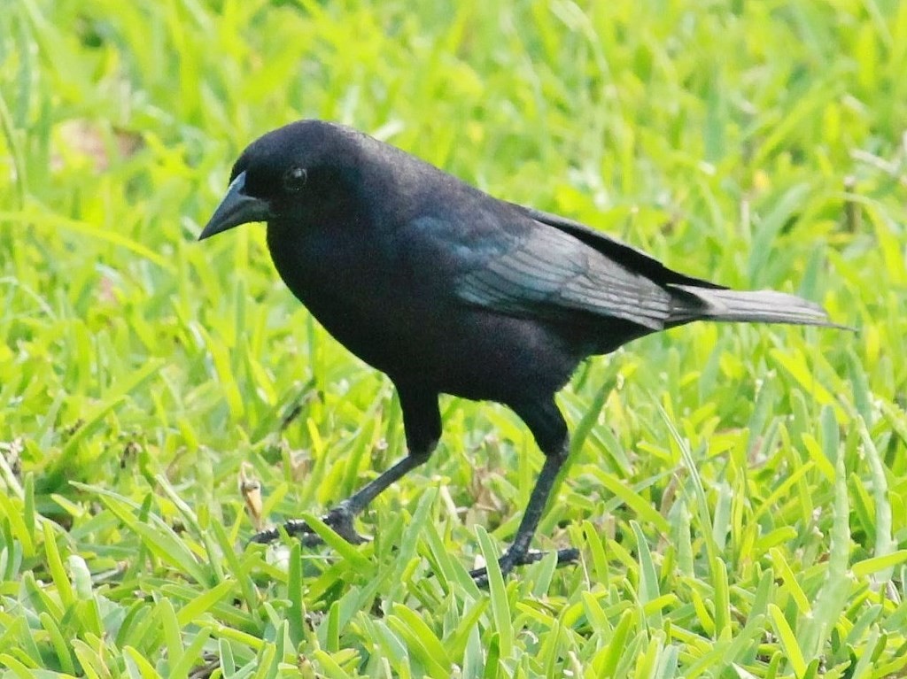 Shiny Cowbird - ML140074341