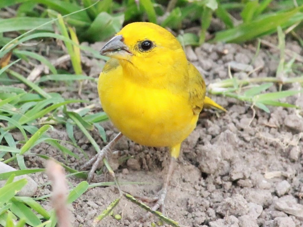 Saffron Finch - ML140074511