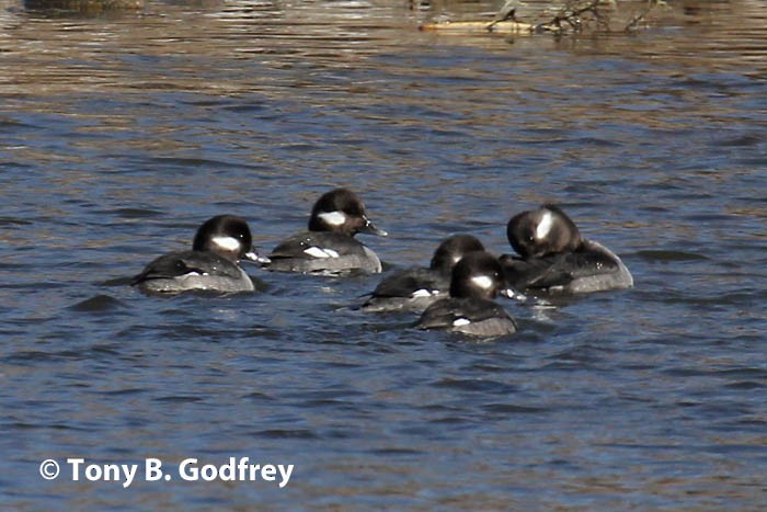 Bufflehead - ML140074571