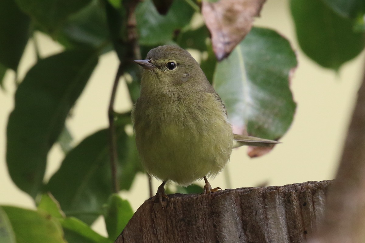 Orange-crowned Warbler - ML140075541