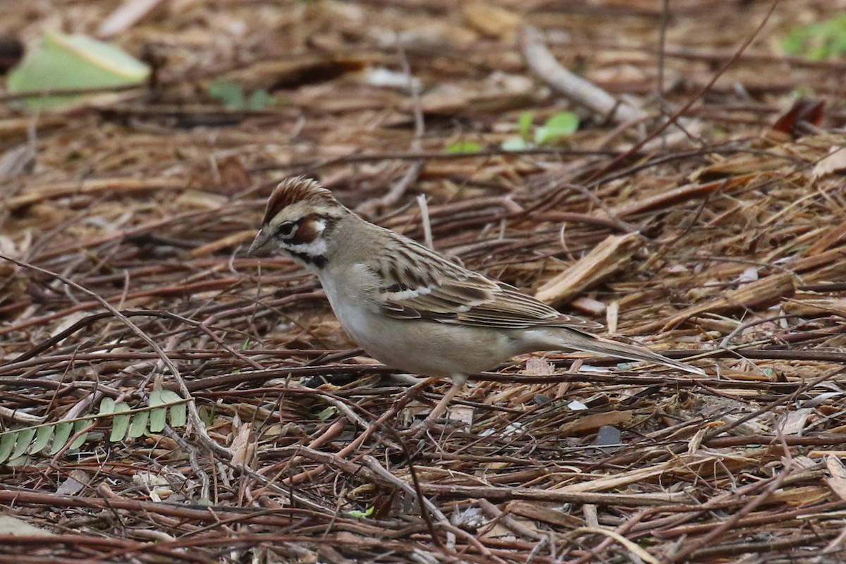 Lark Sparrow - ML140075611