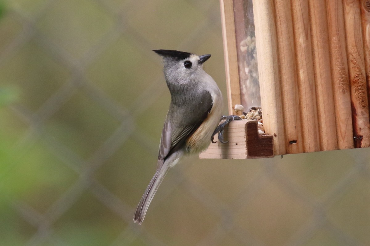 Black-crested Titmouse - ML140075691