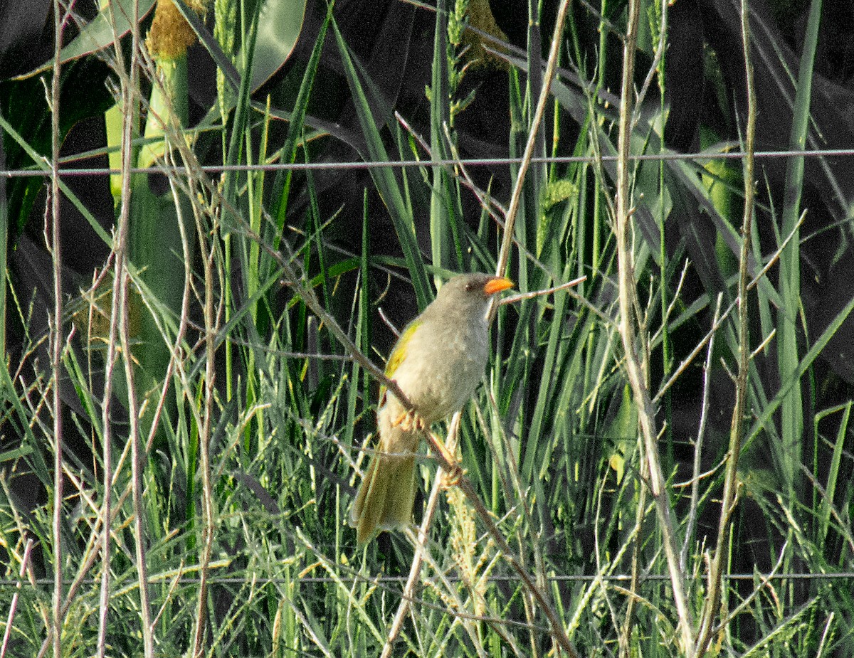 Great Pampa-Finch - ML140075881