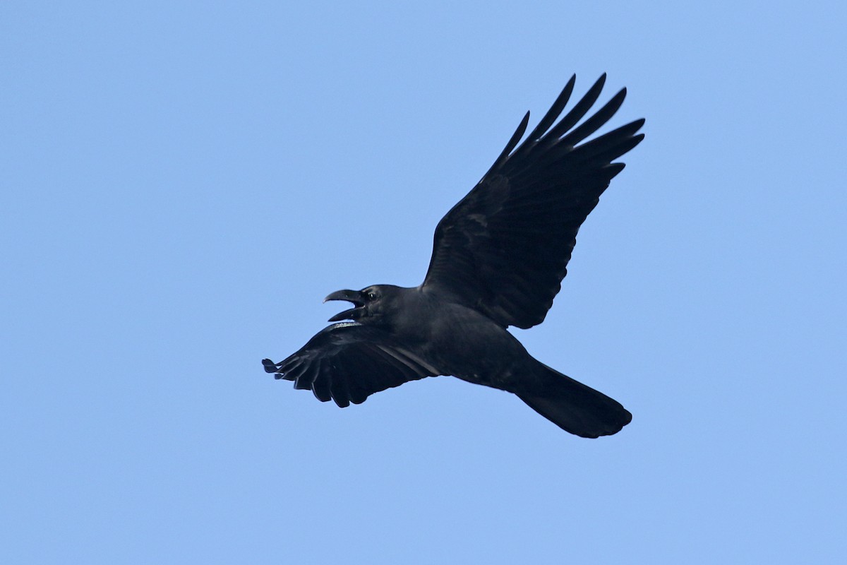 Large-billed Crow (Large-billed) - ML140077121