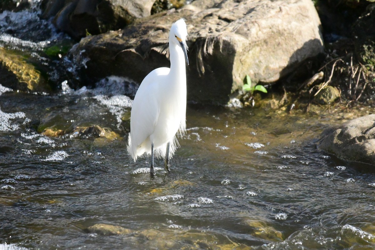 Snowy Egret - ML140077211