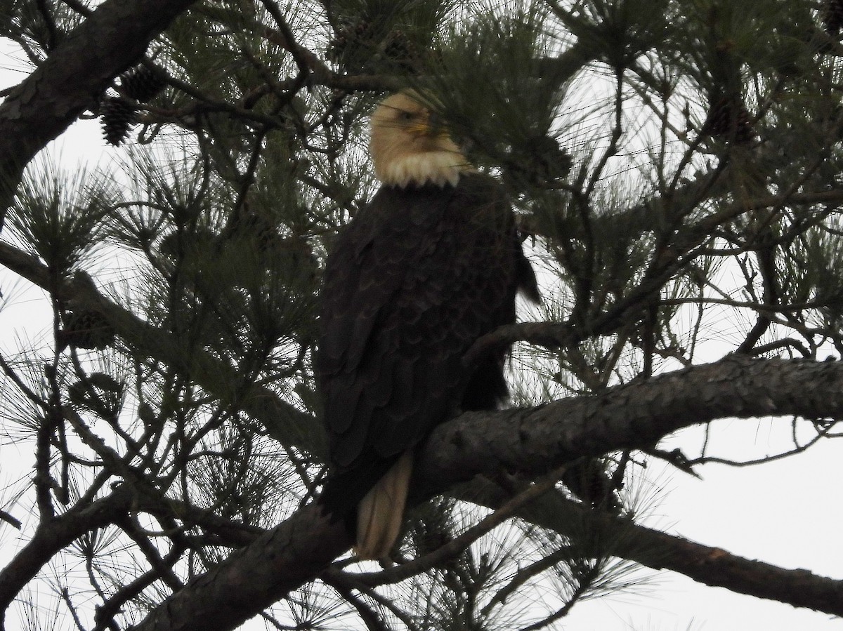 Bald Eagle - ML140077721