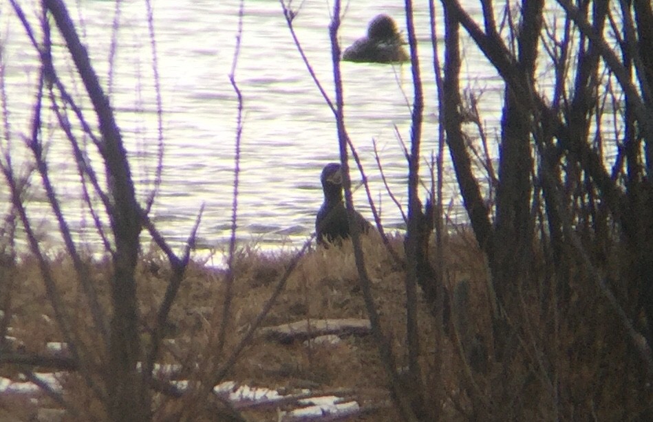 Neotropic Cormorant - ML140077931