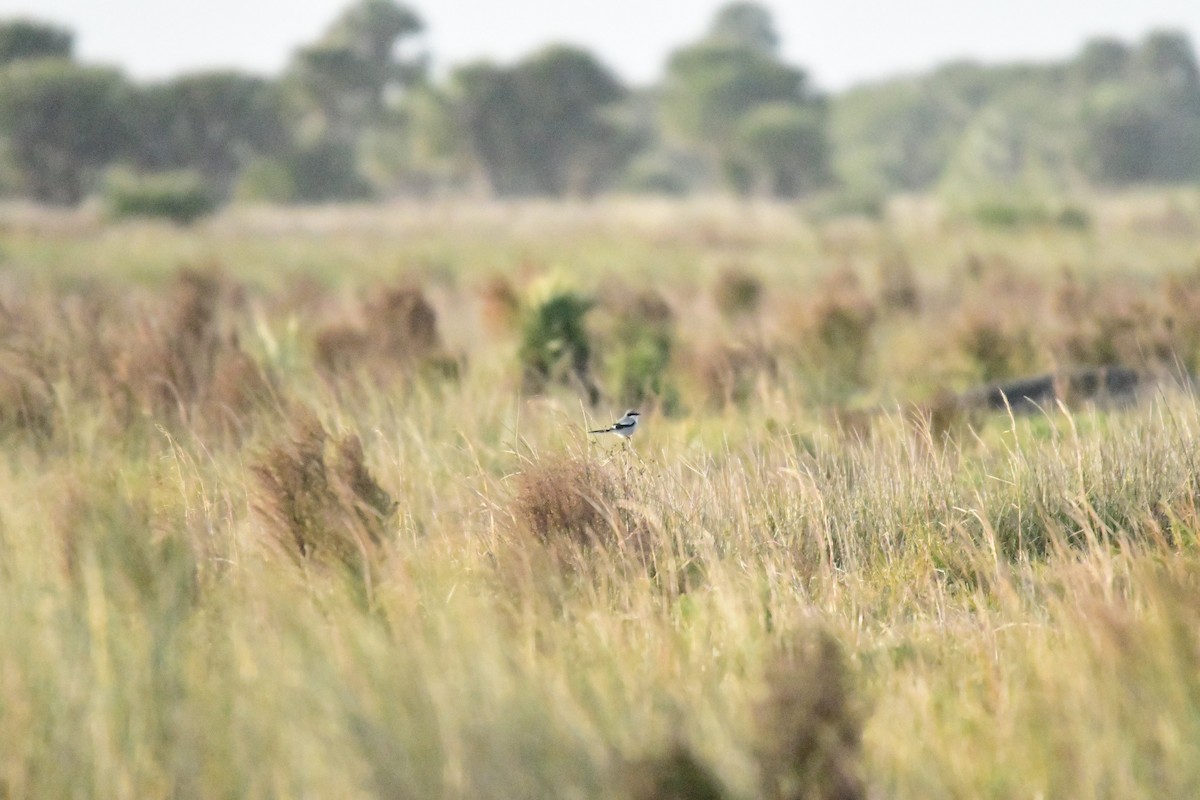 Loggerhead Shrike - Jim Bruce