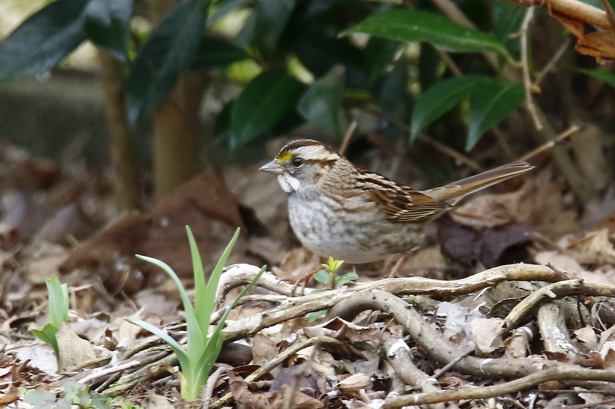 White-throated Sparrow - ML140079931