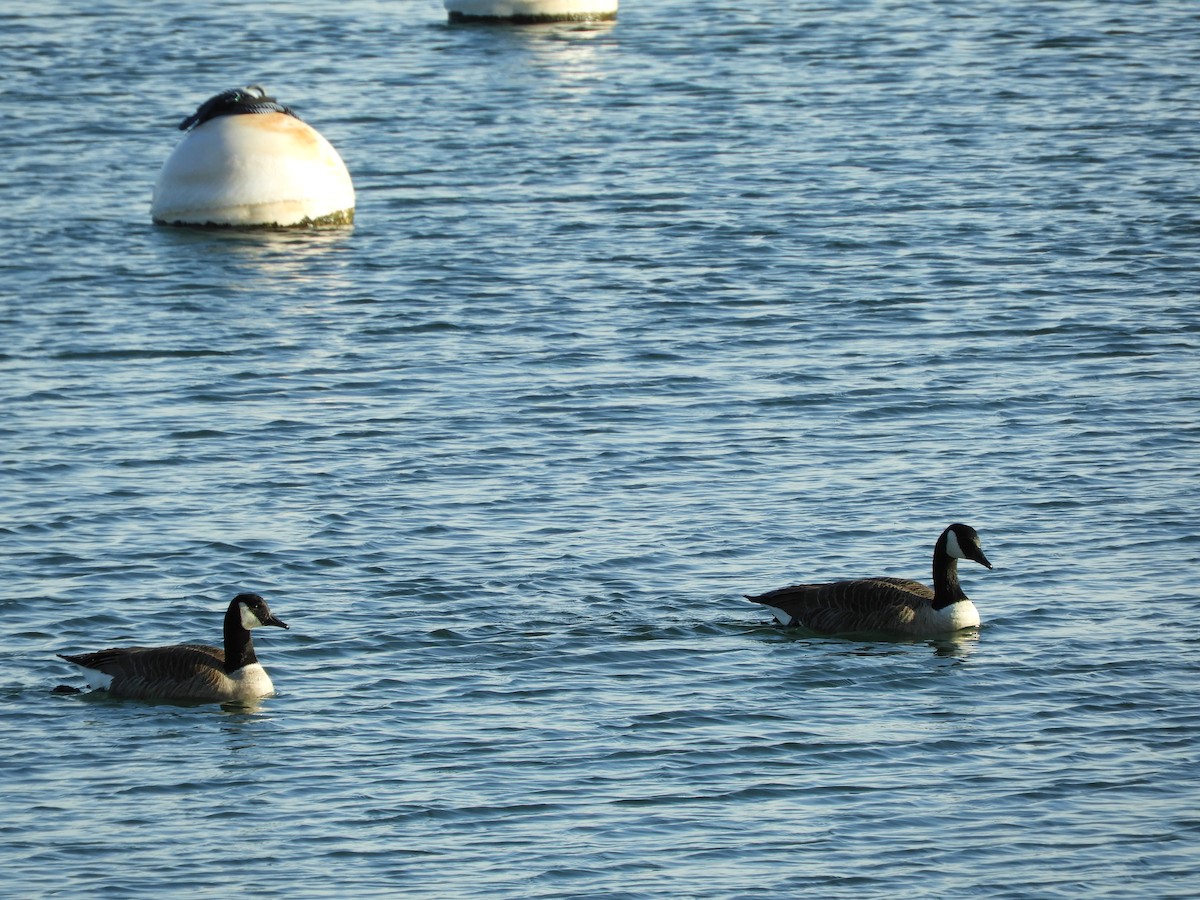 Canada Goose - ML140081451