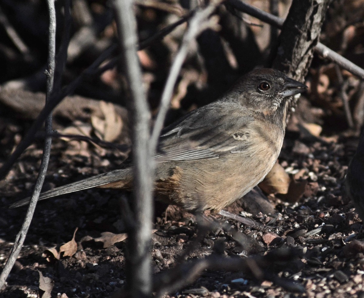 towhee sp. - ML140081471