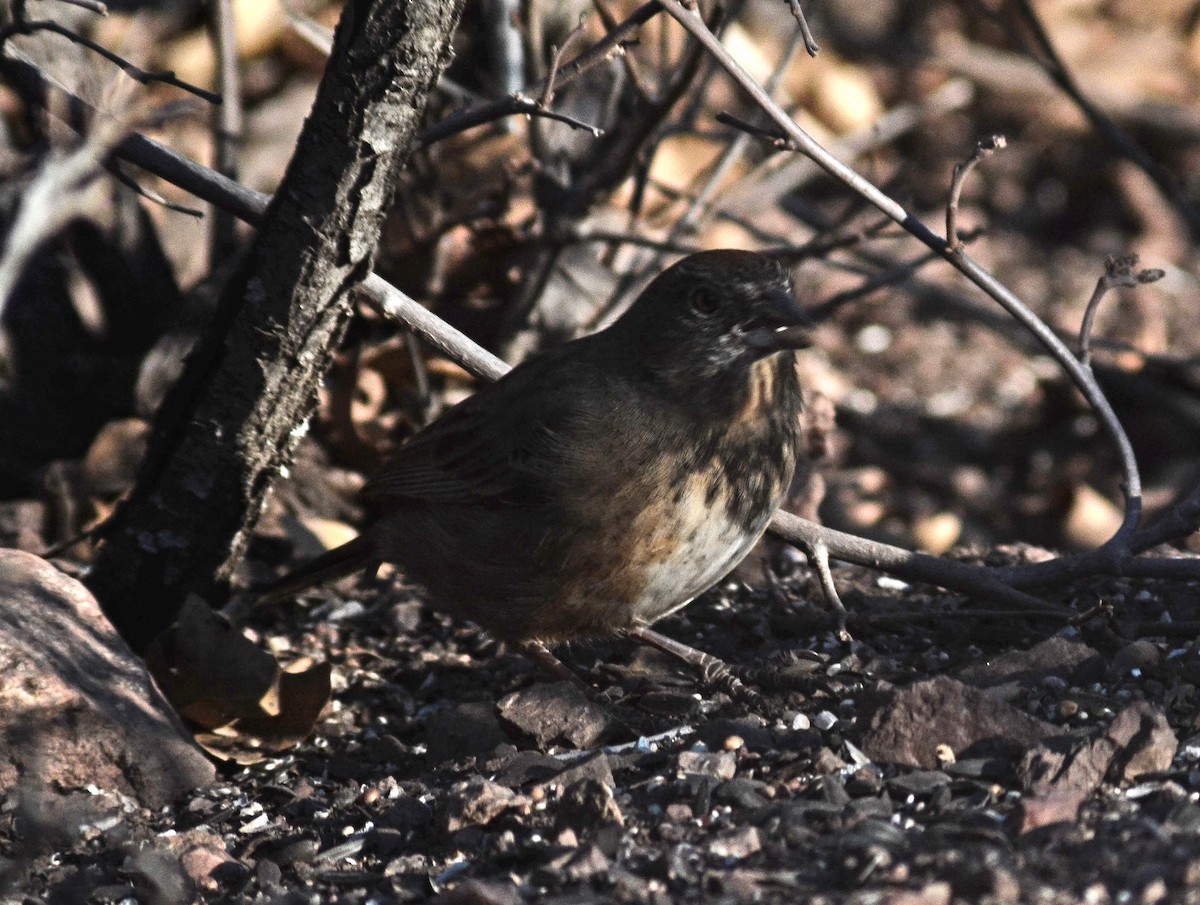 towhee sp. - ML140081541