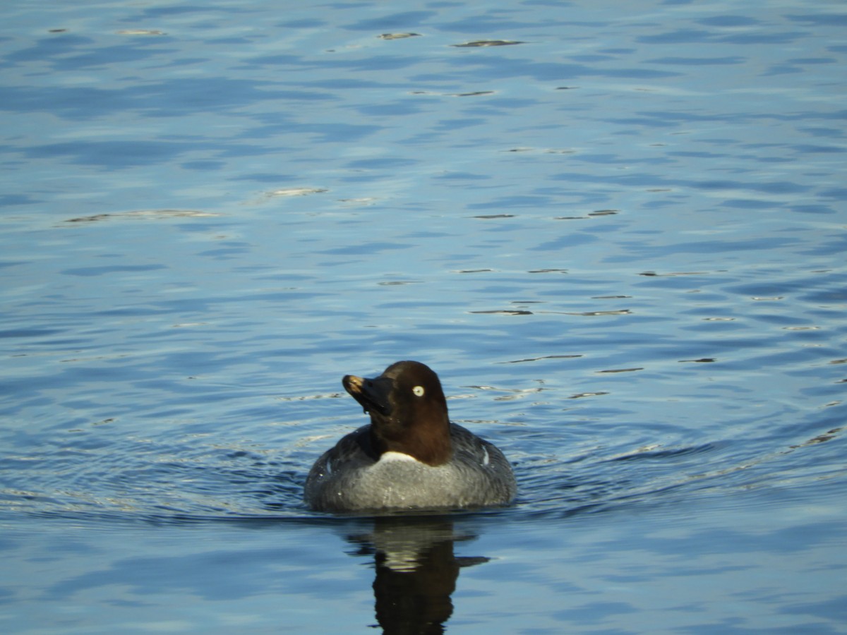 Common Goldeneye - ML140081821