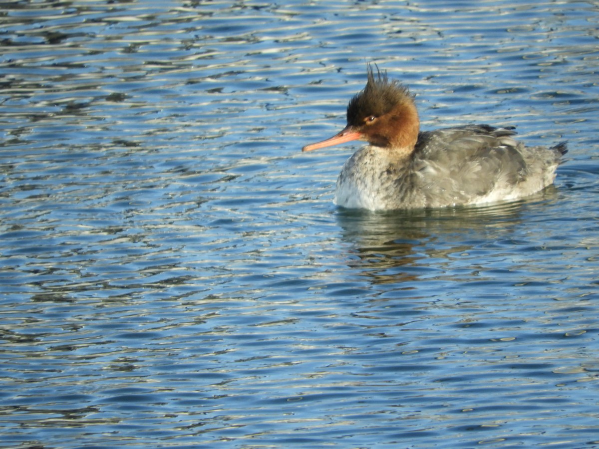 Red-breasted Merganser - ML140081921