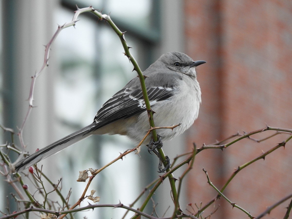 Northern Mockingbird - ML140082211