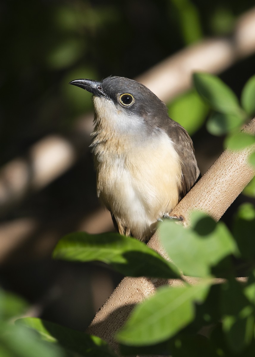 Dark-billed Cuckoo - ML140082711