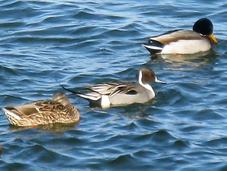 Northern Pintail - ML140083031