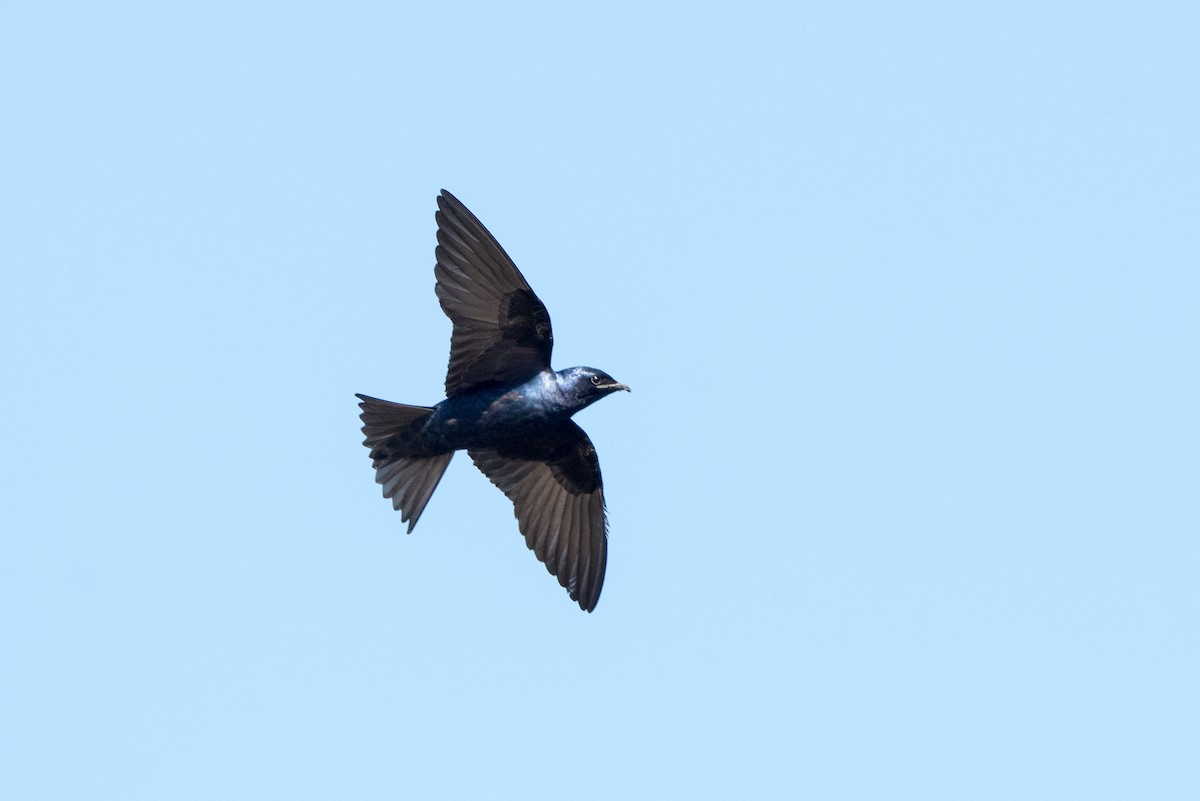 Purple Martin - ML140084201