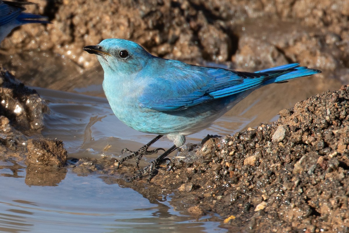 Mountain Bluebird - ML140084221