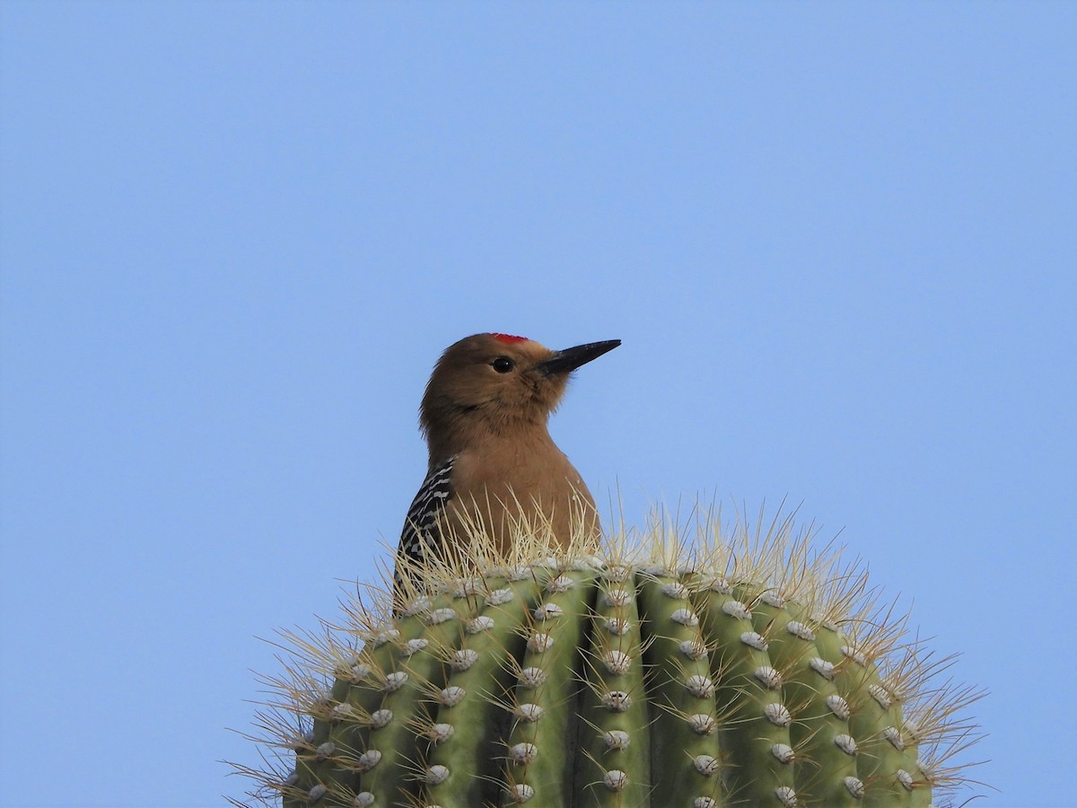 Gila Woodpecker - ML140084671