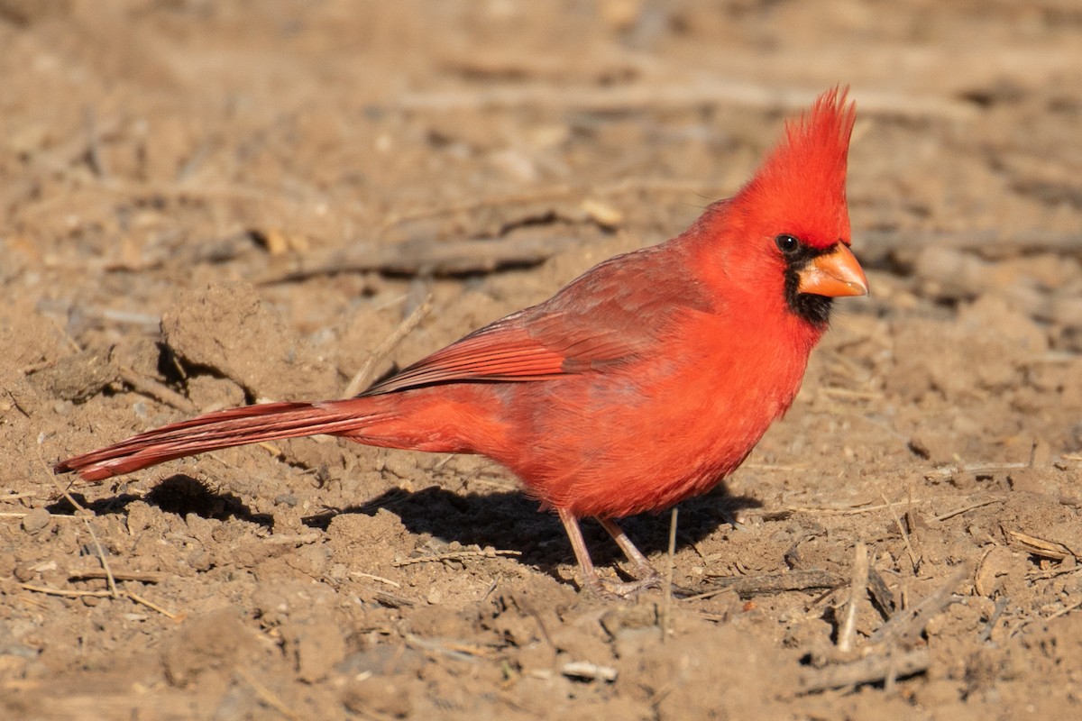 Cardinal rouge - ML140084701