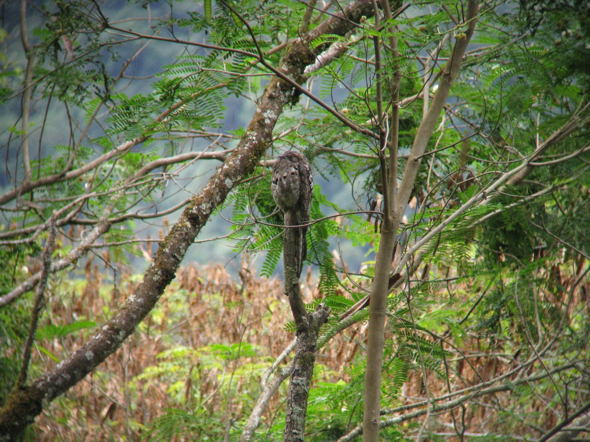 Common Potoo - Dave Slager