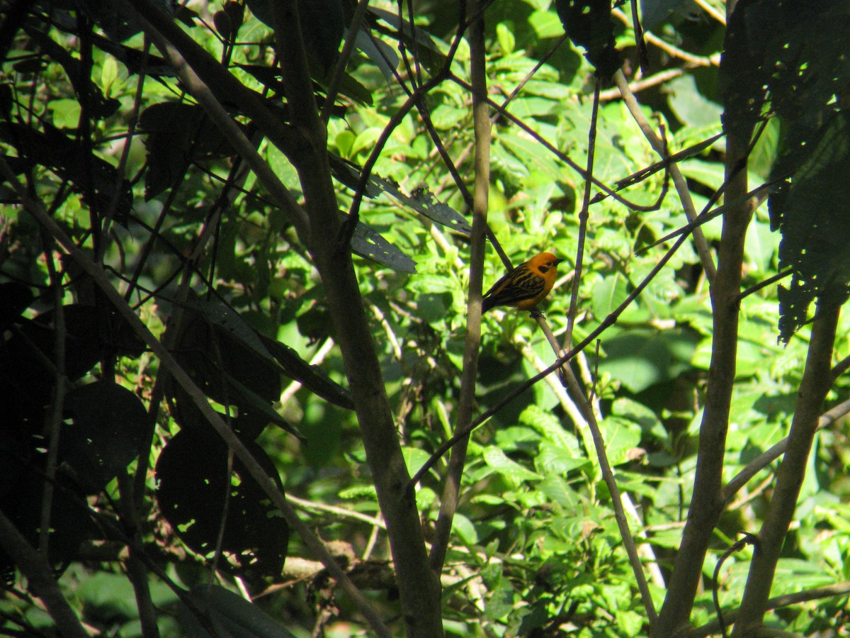 Golden Tanager - Dave Slager