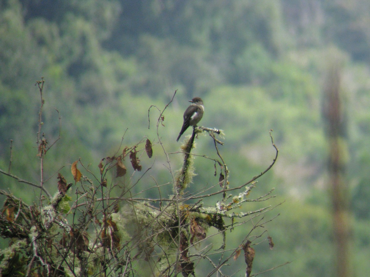 Olive-sided Flycatcher - ML140085401