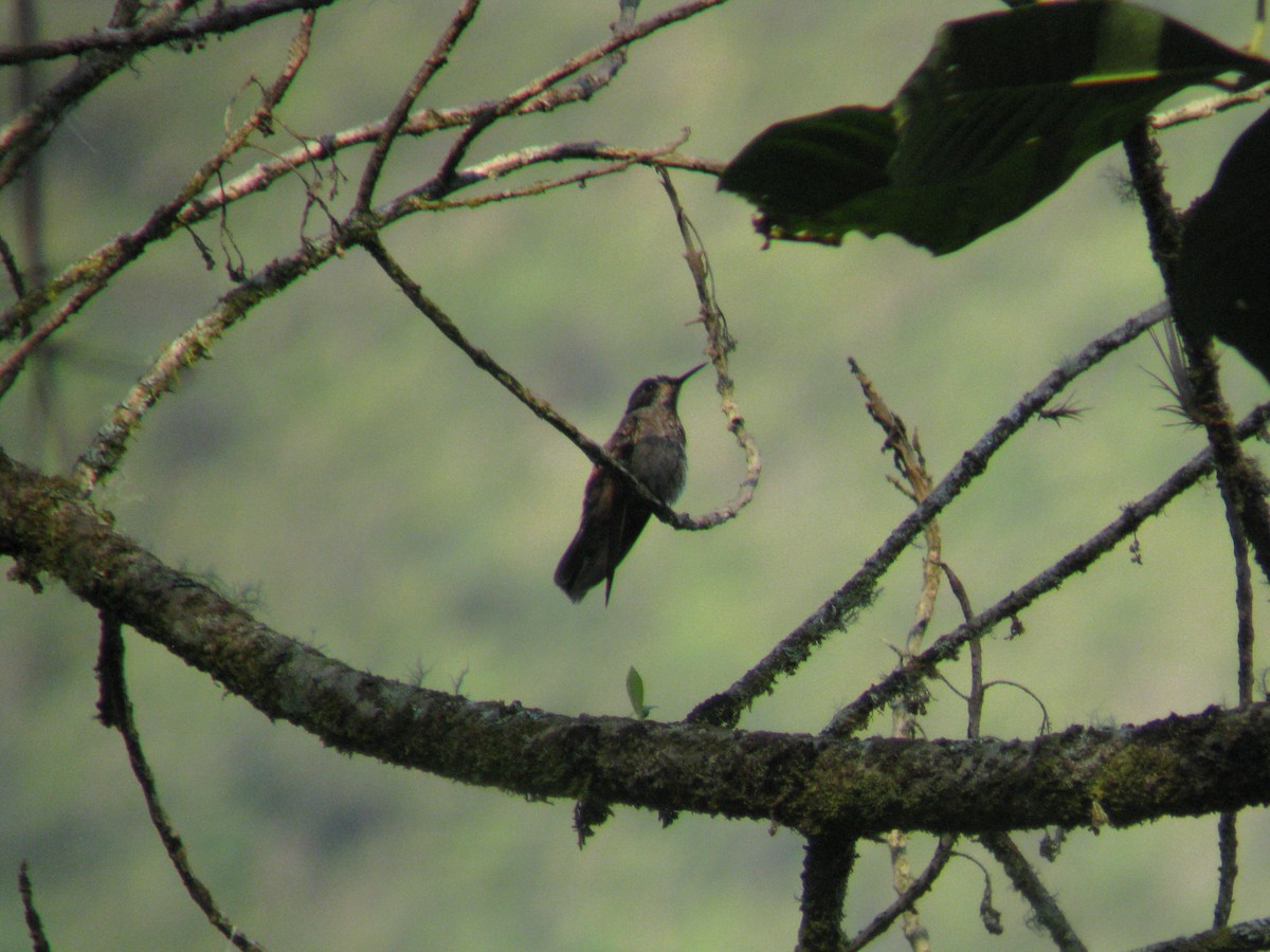 Colibrí Pardo - ML140086311