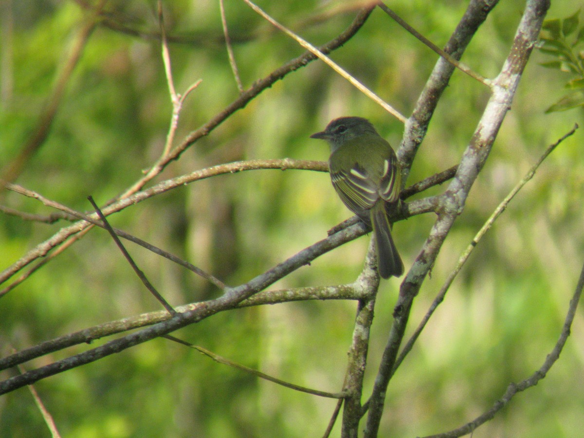 Yellow-olive Flatbill - ML140087151