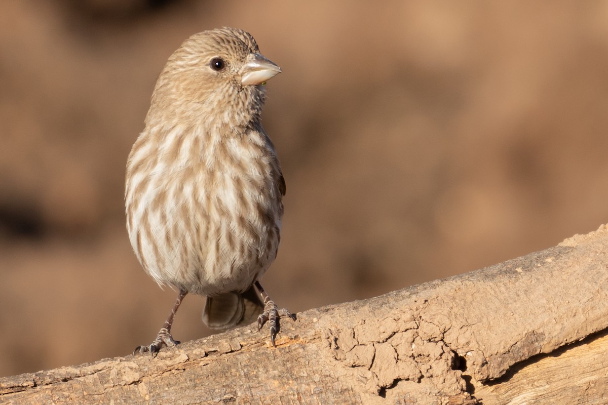 House Finch - Susan Nagi